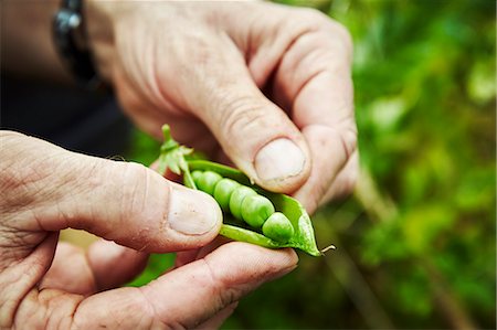 simsearch:6118-08729268,k - A gardener holding and prising open a pea pod to show fresh green peas. Foto de stock - Sin royalties Premium, Código: 6118-08729271