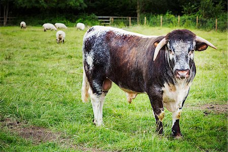 simsearch:6118-09018478,k - English Longhorn cattle in a pasture. Photographie de stock - Premium Libres de Droits, Code: 6118-08729204
