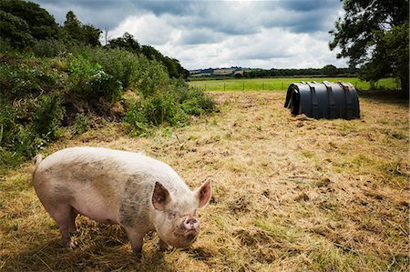 Pigs raised in free range open air conditions on a farm. Stock Photo - Premium Royalty-Free, Code: 6118-08729206