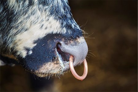 Close up of an English Longhorn bull with a nose ring. Photographie de stock - Premium Libres de Droits, Code: 6118-08729209