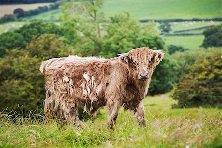 Brown Highland cow in a field, and view over the countryside. Stock Photo - Premium Royalty-Free, Code: 6118-08729214