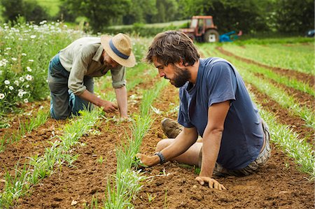 simsearch:649-06400724,k - Two men tending rows of small plants in a field. Stock Photo - Premium Royalty-Free, Code: 6118-08729239