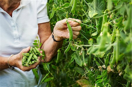 simsearch:6118-08729268,k - A woman picking pea pods from a green pea plant in a garden. Photographie de stock - Premium Libres de Droits, Code: 6118-08729385