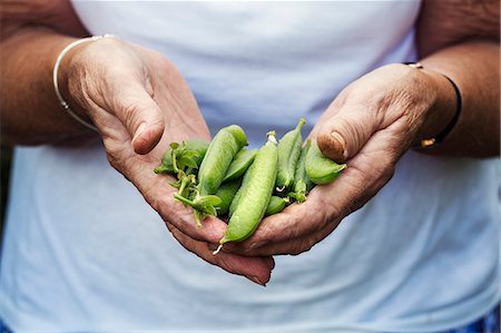 A person holding a handful of fresh picked garden pea pods. Stock Photo - Premium Royalty-Free, Code: 6118-08729386