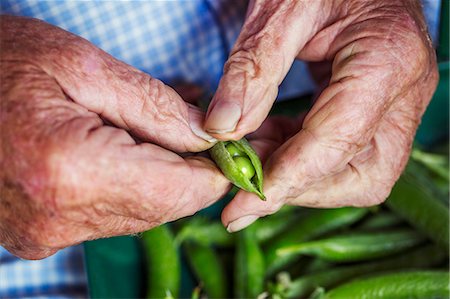 simsearch:6118-08947538,k - A man opening a peapod to see the fresh peas growing inside it Stock Photo - Premium Royalty-Free, Code: 6118-08729388