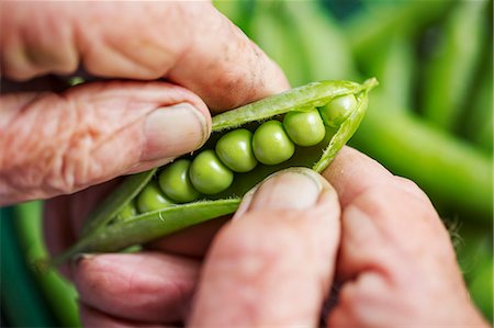 simsearch:6118-08947538,k - A man opening a peapod to see the fresh peas growing inside it Stock Photo - Premium Royalty-Free, Code: 6118-08729389