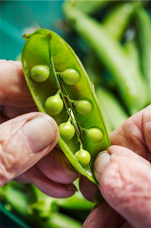 simsearch:6118-08947538,k - A man opening a peapod to see the fresh peas growing inside it Stock Photo - Premium Royalty-Free, Code: 6118-08729390