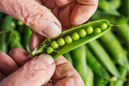 simsearch:6118-08729268,k - A man opening a peapod to see the fresh peas growing inside it Photographie de stock - Premium Libres de Droits, Code: 6118-08729391