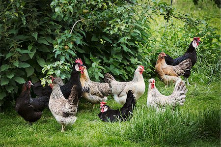 Small flock of domestic chickens in a garden. Photographie de stock - Premium Libres de Droits, Code: 6118-08729394