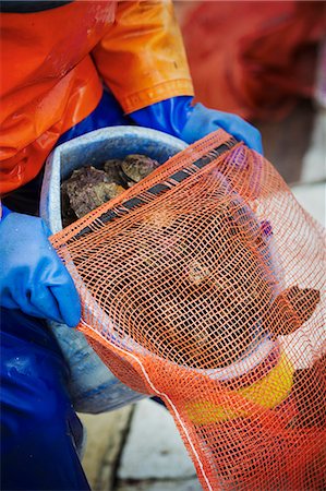 A fisherman pouring harvested oysters into a net bag for sale, traditional sustainable oyster fishing on the River Fal. Foto de stock - Sin royalties Premium, Código: 6118-08842106