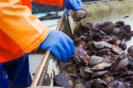 A fisherman working on a boat deck, sorting out oysters and other shellfish. Traditional sustainable oyster fishing on the River Fal. Stock Photo - Premium Royalty-Free, Code: 6118-08842112