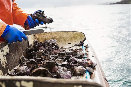 A fisherman working on a boat deck, sorting out oysters and other shellfish. Traditional sustainable oyster fishing on the River Fal. Foto de stock - Sin royalties Premium, Código: 6118-08842114