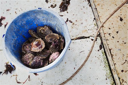 A bucket of shells, oysters. Photographie de stock - Premium Libres de Droits, Code: 6118-08842115