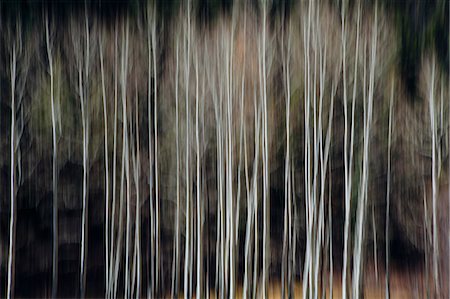Aspen trees with pale tree trunks in woodland. Blurred motion. Stock Photo - Premium Royalty-Free, Code: 6118-08860541