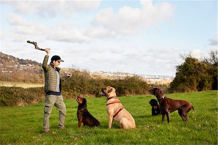 Dog walker, a man with his arm raised to throw a stick for three dogs. Stock Photo - Premium Royalty-Free, Code: 6118-08860590