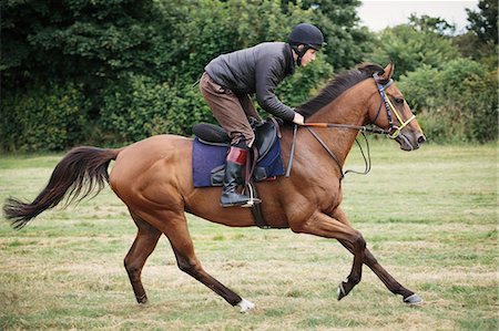 Man on a bay horse galloping across a field. Photographie de stock - Premium Libres de Droits, Code: 6118-08882888