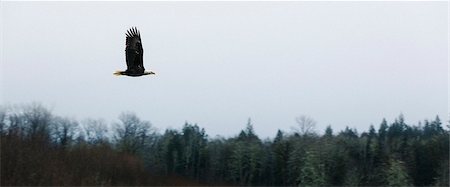 simsearch:6118-07440115,k - An eagle flying over a forest in a grey sky. Foto de stock - Sin royalties Premium, Código: 6118-08882986