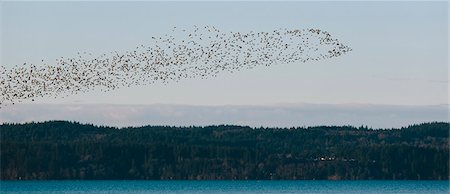 simsearch:6118-09059490,k - A flock of birds flying over a forest by a lake in a rural landscape. Foto de stock - Sin royalties Premium, Código: 6118-08882988
