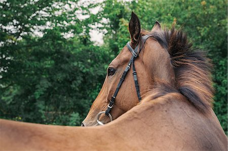 simsearch:6118-07521739,k - Close up of a bay horse in a bridle in a paddock, turning head. Stock Photo - Premium Royalty-Free, Code: 6118-08882927