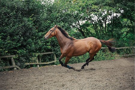 A bay thoroughbred racehorse in a paddock, lunging ring, cantering on a curve. Stock Photo - Premium Royalty-Free, Code: 6118-08882925