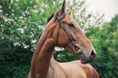 A bay thoroughbred racehorse in a paddock. Head turned. Photographie de stock - Premium Libres de Droits, Code: 6118-08882926