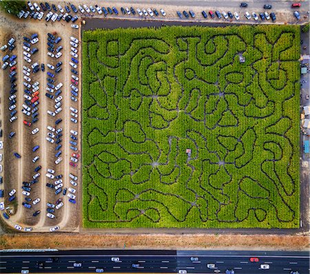 parcheggio - Corn Maze, Petaluma Pumpkin Patch, an aerial view of the maze, hedges and paths. Cars parked. Fotografie stock - Premium Royalty-Free, Codice: 6118-08827481