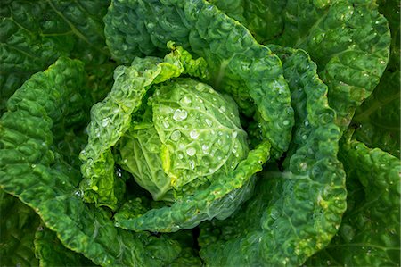 simsearch:6118-08729268,k - View of a fresh grown lettuce, with a solid centre and outer leaves. Photographie de stock - Premium Libres de Droits, Code: 6118-08827496
