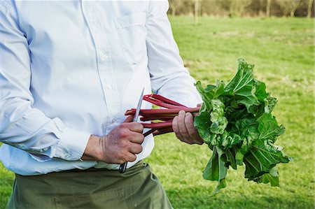 simsearch:6118-08947538,k - Man harvesting fresh rhubarb and trimming the stalks in the garden of a hotel. Stock Photo - Premium Royalty-Free, Code: 6118-08947560