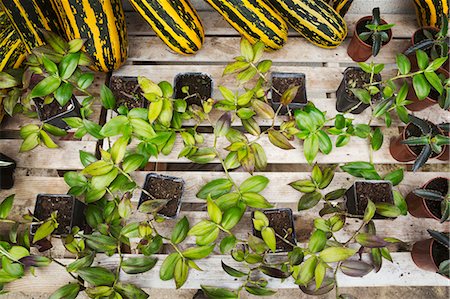 simsearch:6118-08947769,k - High angle view of plant pots with seedlings and green and yellow gourds and squashes. Stock Photo - Premium Royalty-Free, Code: 6118-08947520