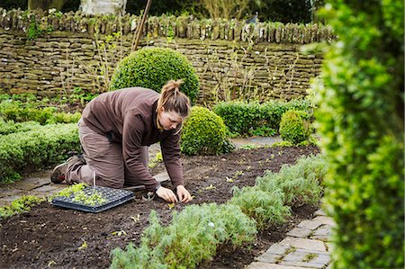 simsearch:6118-08947572,k - Woman planting seedlings in a bed of soil in a kitchen garden. Stockbilder - Premium RF Lizenzfrei, Bildnummer: 6118-08947522