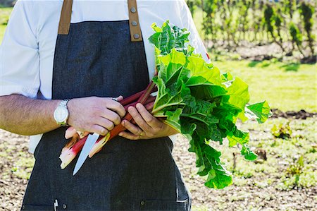 simsearch:6118-08947572,k - Man wearing a work apron harvesting fresh rhubarb in a garden. Stockbilder - Premium RF Lizenzfrei, Bildnummer: 6118-08947537