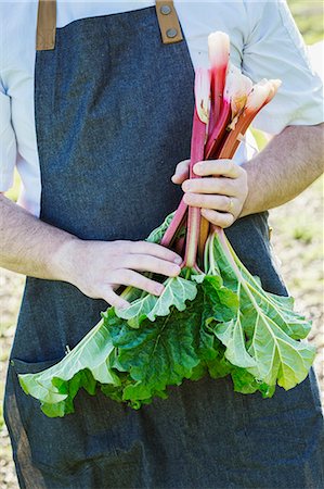simsearch:6118-08947538,k - Man wearing a work apron harvesting fresh rhubarb in a garden. Stock Photo - Premium Royalty-Free, Code: 6118-08947538