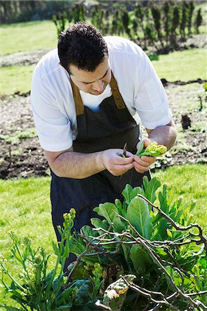 simsearch:6118-08947572,k - Man wearing chef's apron harvesting fresh vegetables, yellow sprouting broccoli, in a hotel vegetable garden. Stockbilder - Premium RF Lizenzfrei, Bildnummer: 6118-08947539