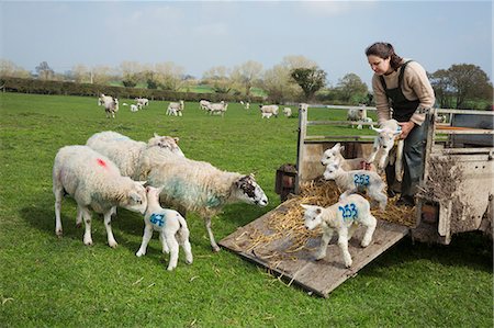 simsearch:6118-07731814,k - Woman on a pasture, unloading sheep and newborn lambs with numbers painted on their sides from a trailer. Fotografie stock - Premium Royalty-Free, Codice: 6118-08947690