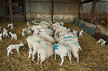 simsearch:6118-08947711,k - Flock of sheep and newborn lambs with blue numbers painted onto their sides standing in a stable on straw. Stockbilder - Premium RF Lizenzfrei, Bildnummer: 6118-08947695