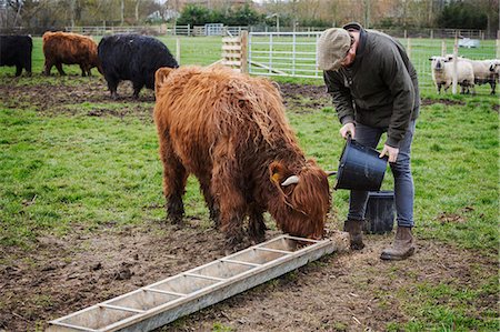 farmer feeding farmer - A man filling a feed trough for a group of highland cattle in a field. Stock Photo - Premium Royalty-Free, Code: 6118-08947742