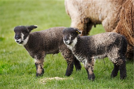 simsearch:6118-08947691,k - A mature sheep and two young black and white lambs in a field. Stock Photo - Premium Royalty-Free, Code: 6118-08947753