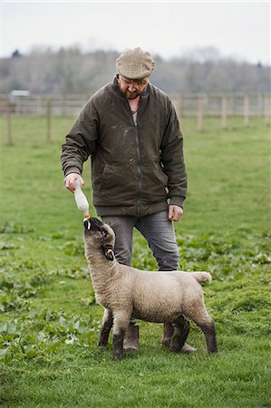 A man bottle feeding a young lamb in a field. Foto de stock - Royalty Free Premium, Número: 6118-08947754