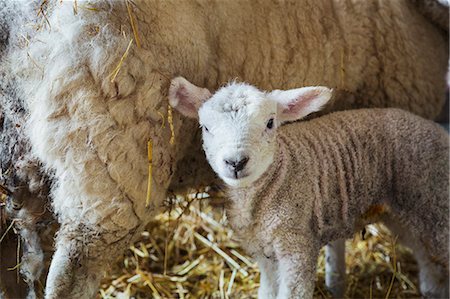 Ewe with newborn lamb inside a stable, standing on straw. Photographie de stock - Premium Libres de Droits, Code: 6118-08947709