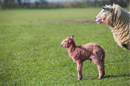 Ewe and a newborn lamb standing in a field of grass. Photographie de stock - Premium Libres de Droits, Code: 6118-08947727