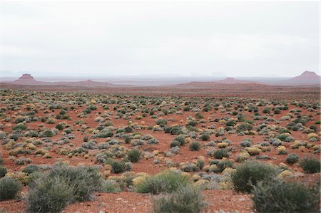 simsearch:6118-08860601,k - Valley of the Gods is in the heart of Bears Ears National Monument, a desert plain with scrub plants. Foto de stock - Sin royalties Premium, Código: 6118-08947891