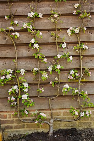 A young fruit tree trained up a wooden fence flowering with pink blossoms. Photographie de stock - Premium Libres de Droits, Code: 6118-08947813