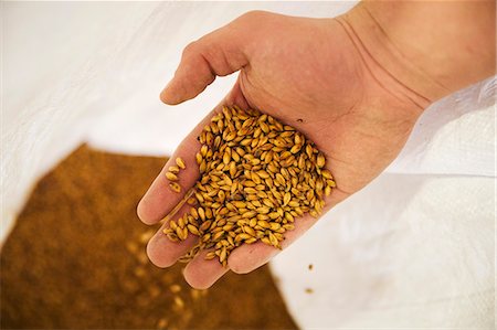 Close up of human hand holding some golden malt. Stock Photo - Premium Royalty-Free, Code: 6118-08971340