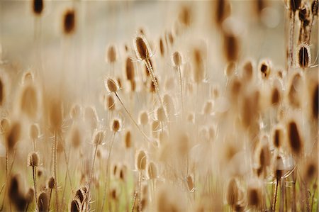 Thistle heads on plants in a meadow in Oregon, USA. Stock Photo - Premium Royalty-Free, Code: 6118-08971319