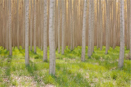 simsearch:6118-08971324,k - Rows of commercially grown poplar trees. Stock Photo - Premium Royalty-Free, Code: 6118-08971323