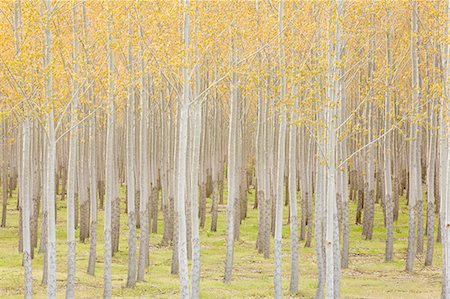 Rows of commercially grown poplar trees. Stock Photo - Premium Royalty-Free, Code: 6118-08971320