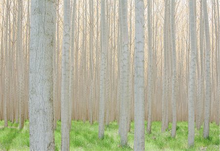 simsearch:6118-07354263,k - Rows of commercially grown poplar trees. Stock Photo - Premium Royalty-Free, Code: 6118-08971327