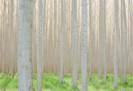 simsearch:6118-07354302,k - Rows of commercially grown poplar trees. Foto de stock - Sin royalties Premium, Código: 6118-08971327