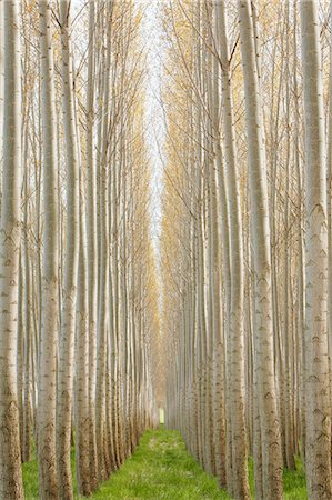 simsearch:6118-08971324,k - Rows of commercially grown poplar trees. Stock Photo - Premium Royalty-Free, Code: 6118-08971325