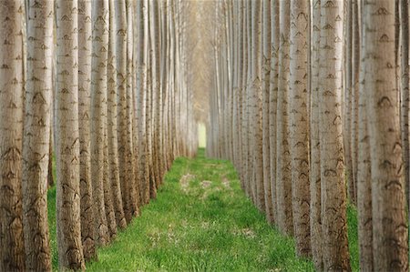 simsearch:6118-08971324,k - Rows of commercially grown poplar trees. Stock Photo - Premium Royalty-Free, Code: 6118-08971326